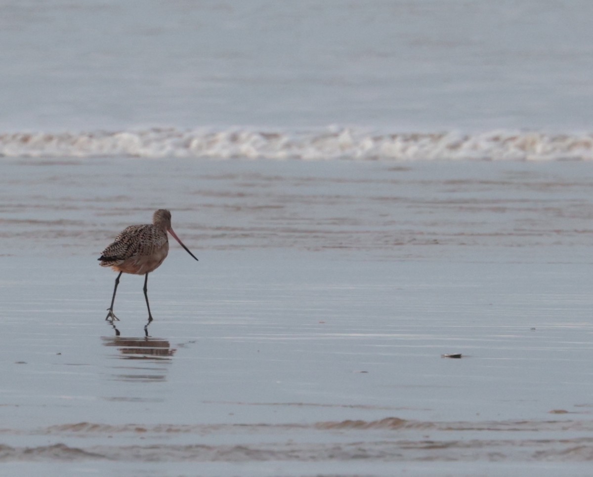 Marbled Godwit - ML616633842