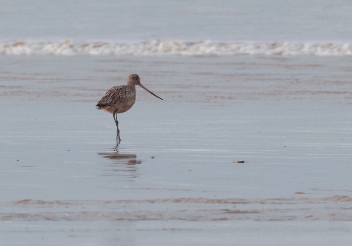 Marbled Godwit - ML616633845
