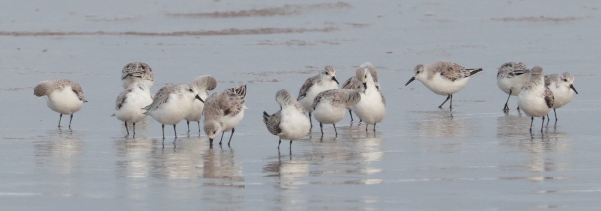 Sanderling - ML616633859