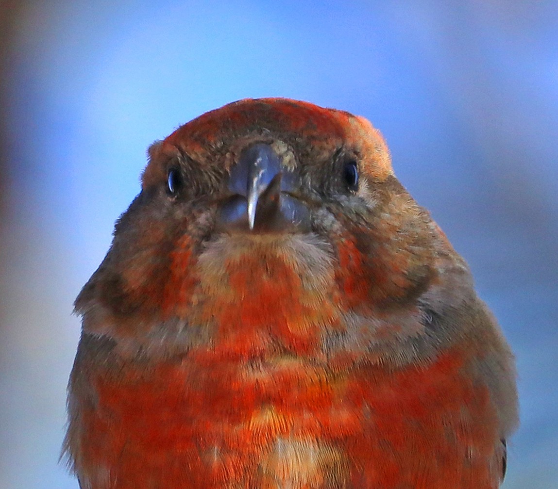 Red Crossbill - Jason Wilder