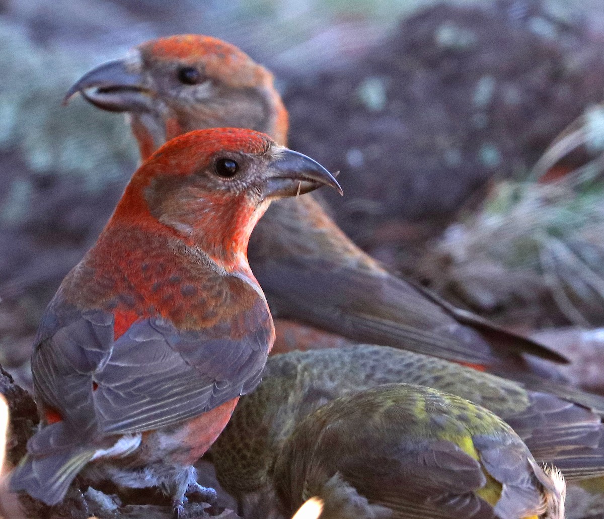 Red Crossbill - Jason Wilder