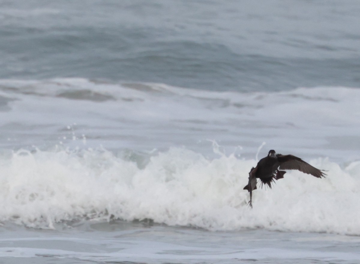 Surf Scoter - Tracy Drake