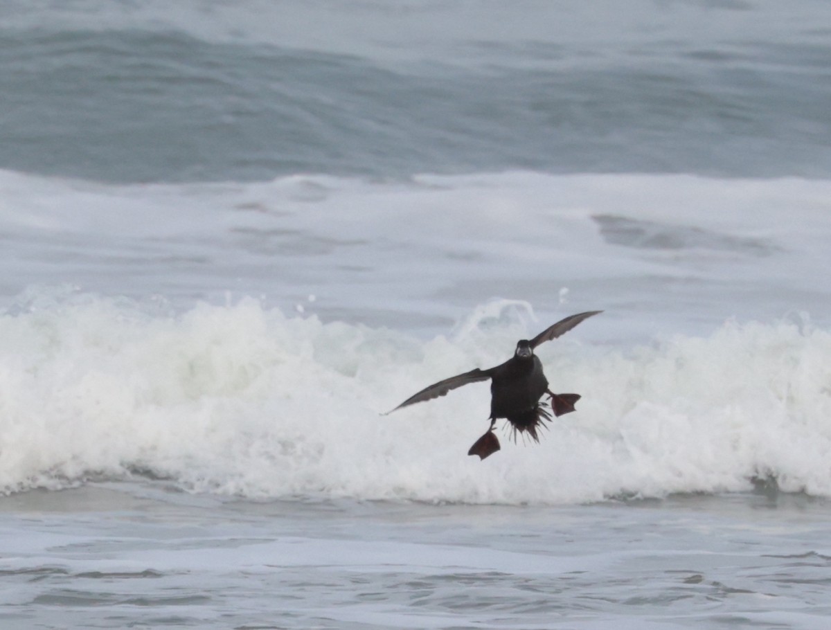 Surf Scoter - ML616633867