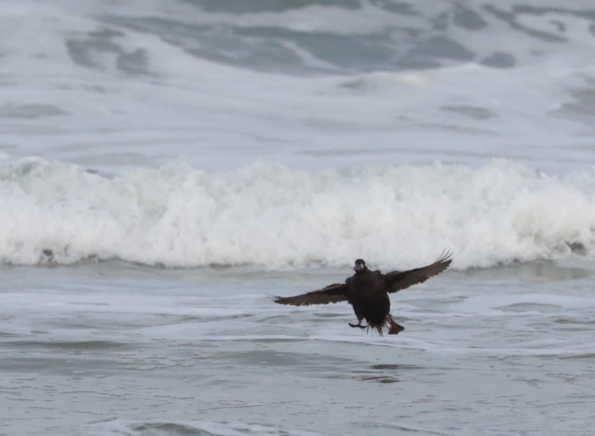 Surf Scoter - Tracy Drake