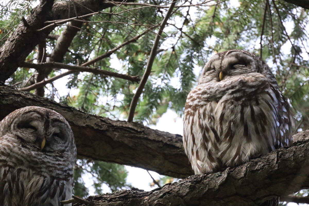 Barred Owl - ML616633908
