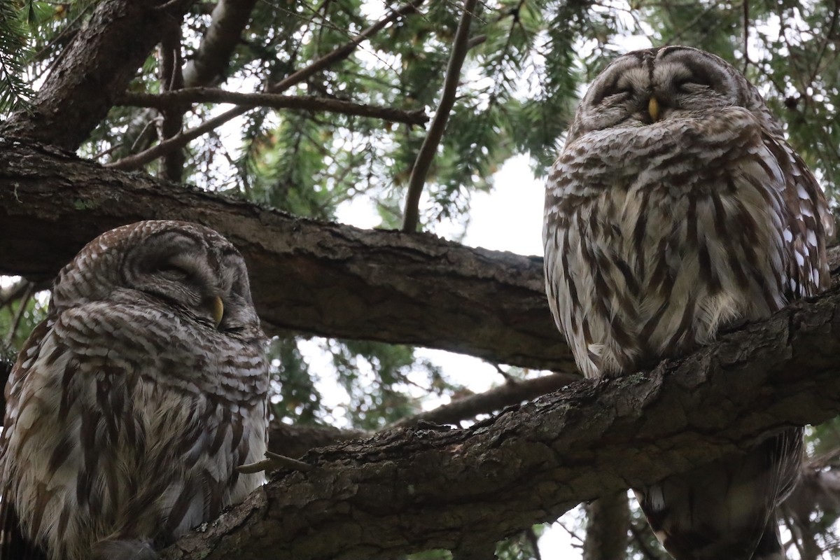 Barred Owl - ML616633909