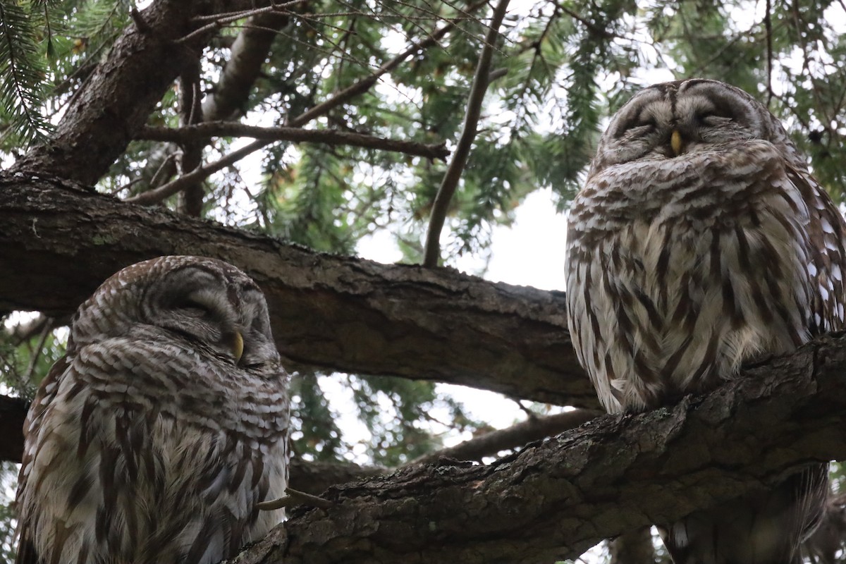 Barred Owl - ML616633910