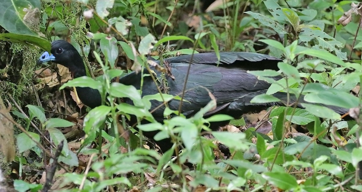 Wattled Guan - Trevor Ellery