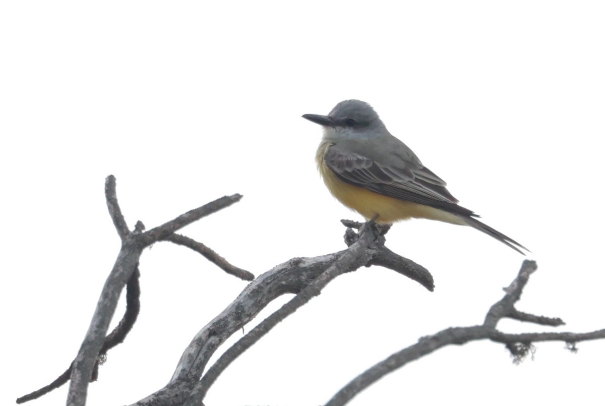 Tropical Kingbird - ML616633941