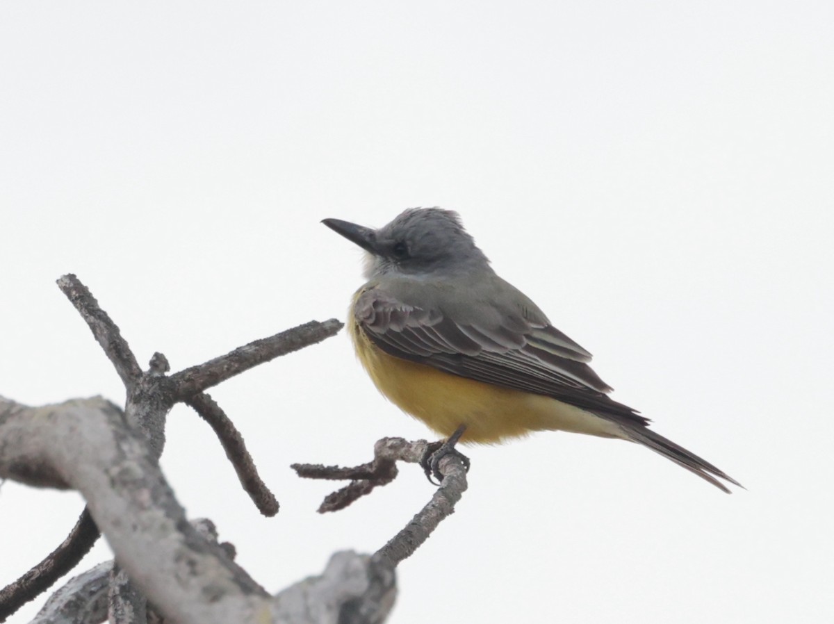 Tropical Kingbird - ML616633942