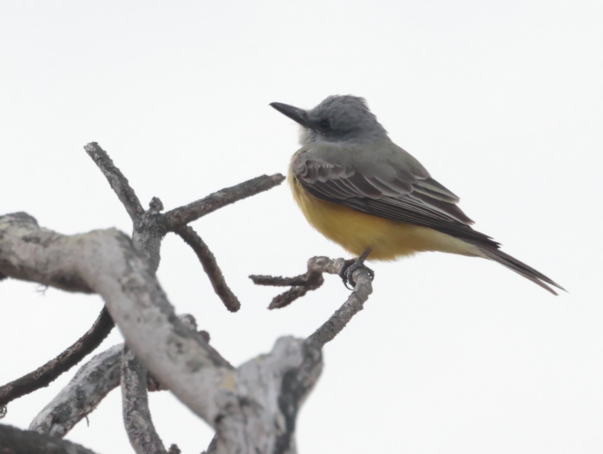 Tropical Kingbird - ML616633943