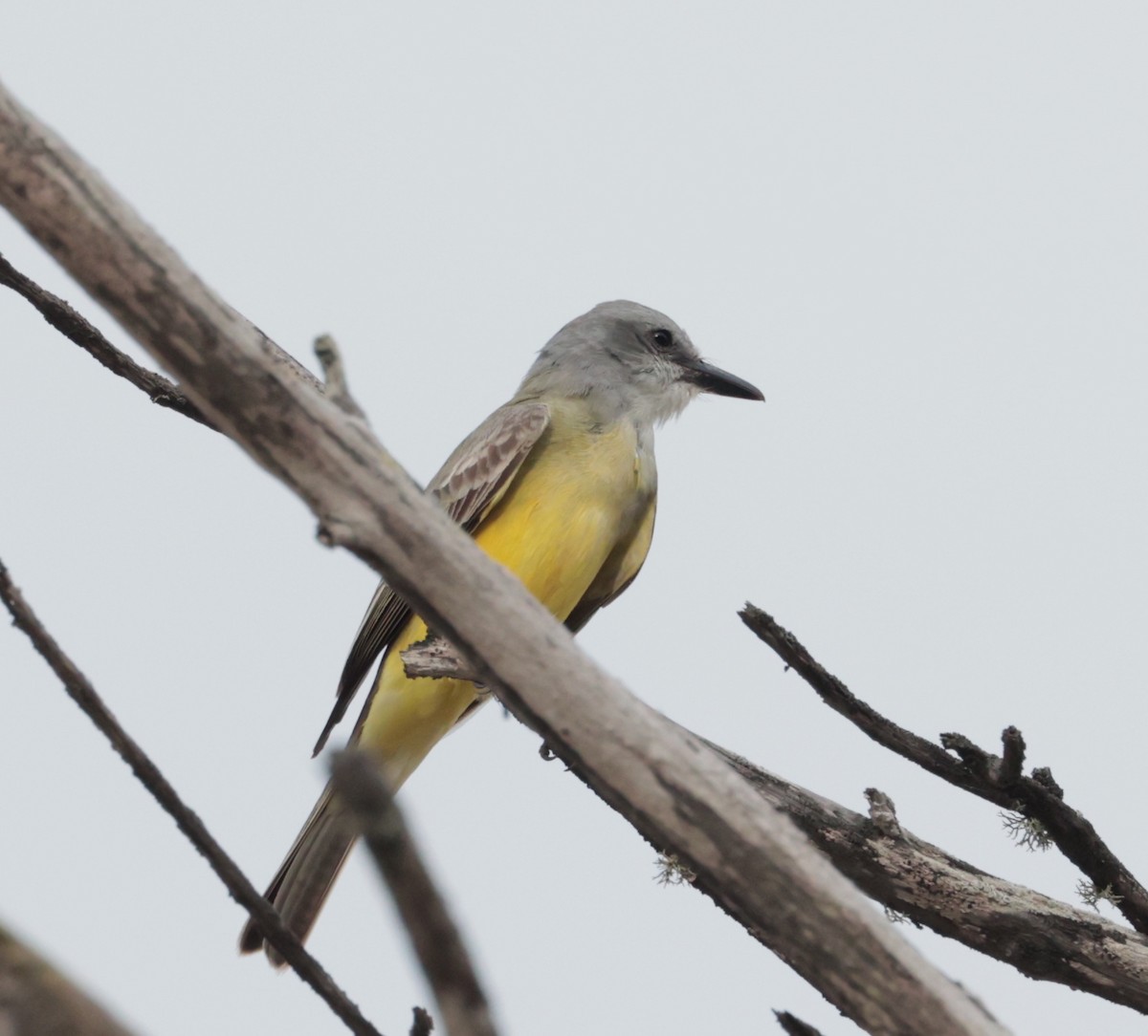 Tropical Kingbird - ML616633946