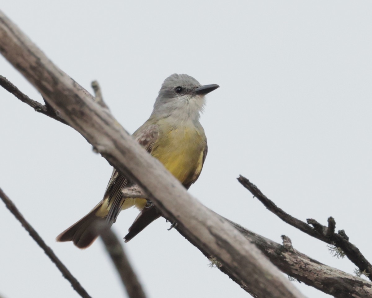 Tropical Kingbird - ML616633947