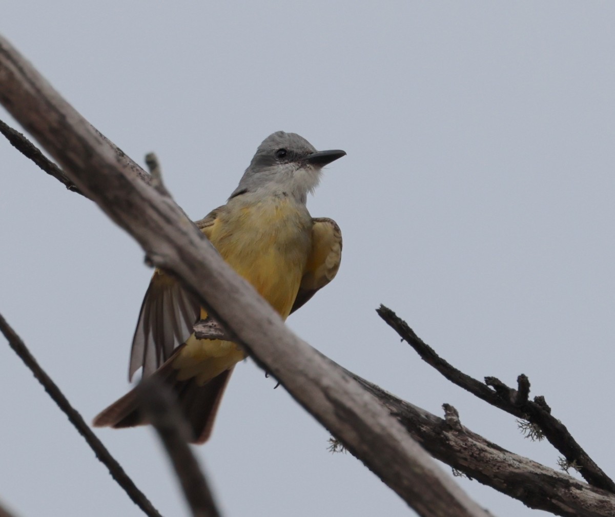 Tropical Kingbird - ML616633949