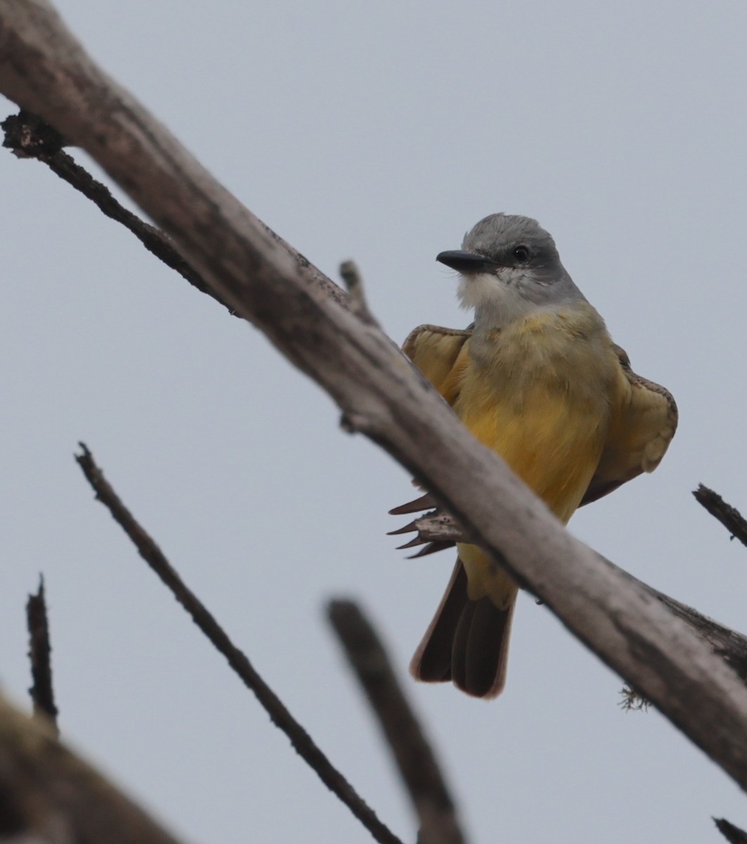 Tropical Kingbird - ML616633952