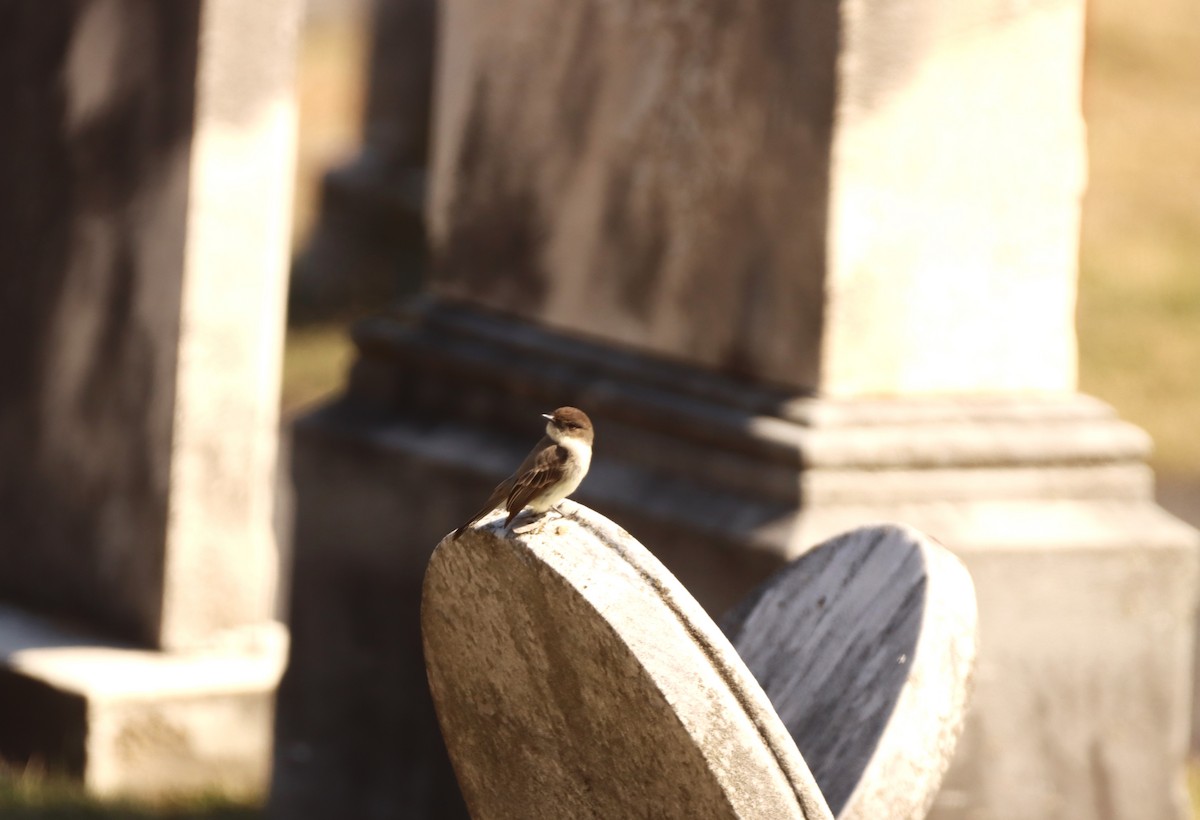 Eastern Phoebe - ML616633975