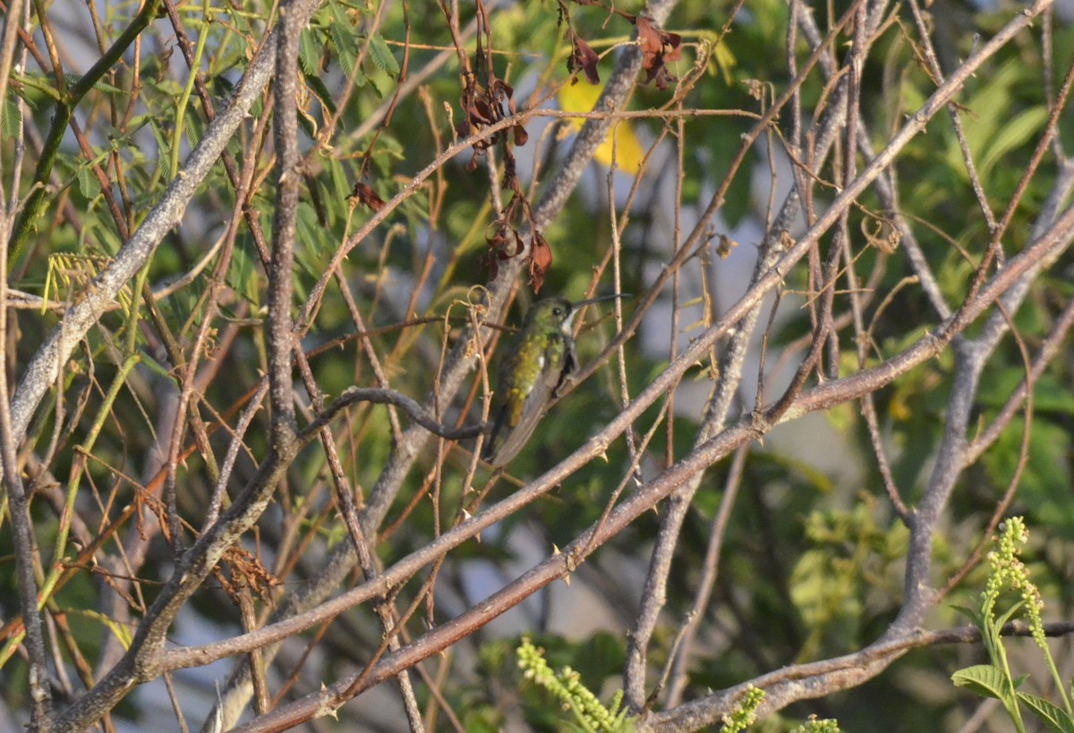 kolibřík zelenohrdlý - ML616633987
