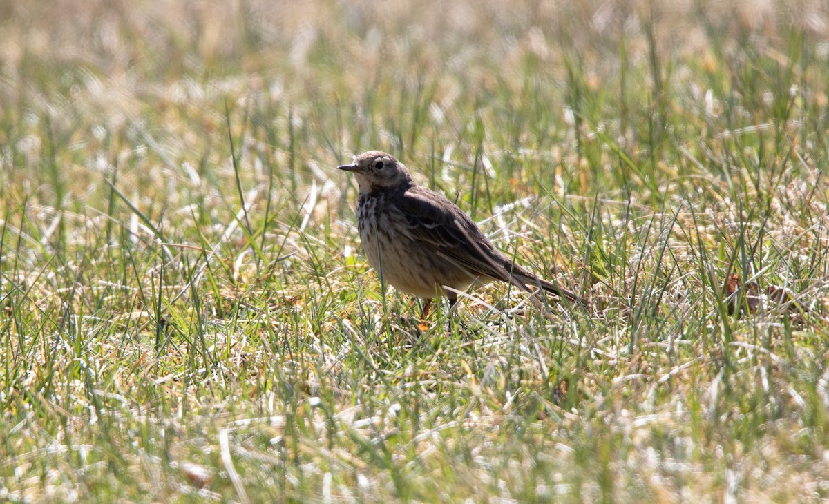 American Pipit - ML616634014