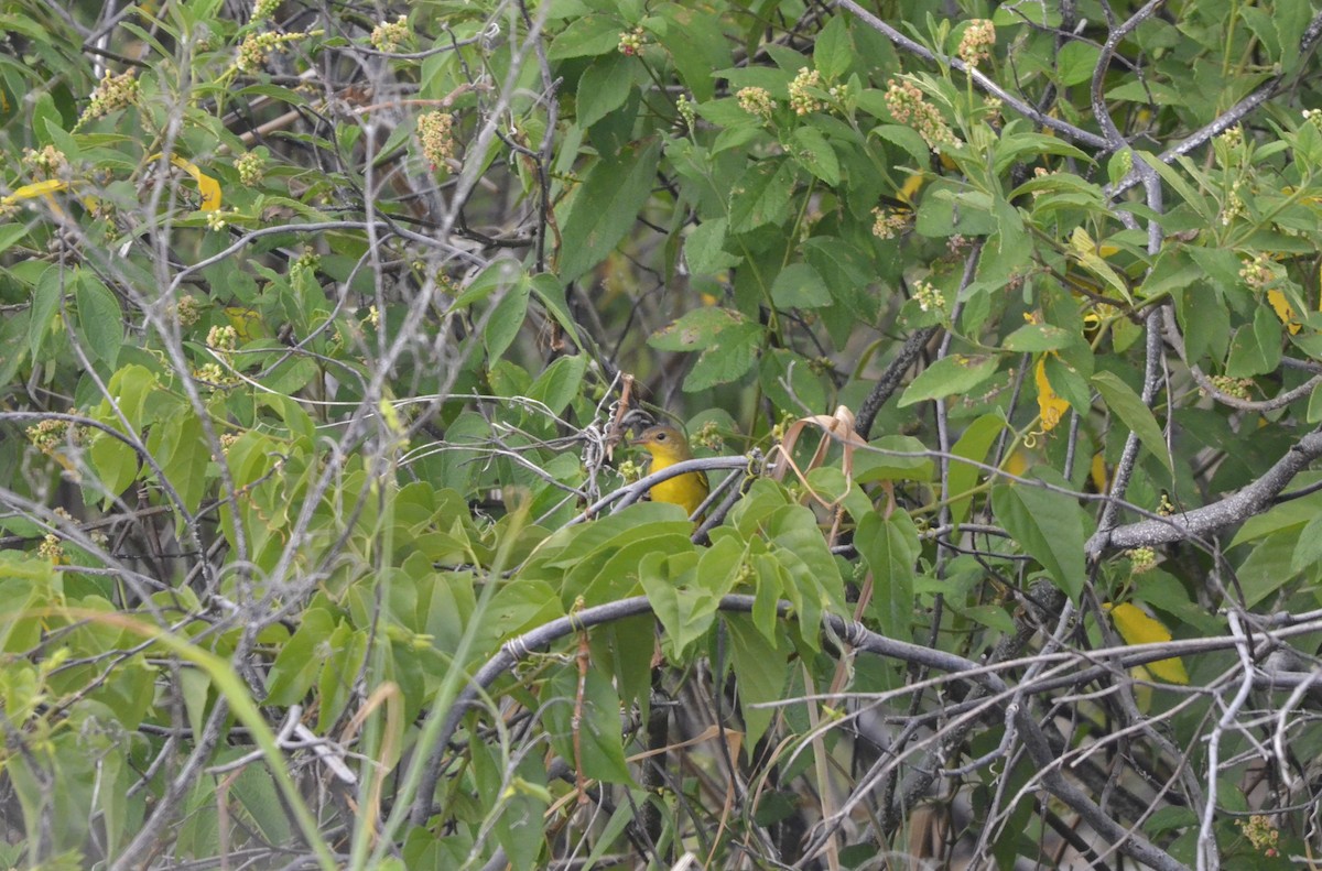 Masked Yellowthroat - Valentin  motteau