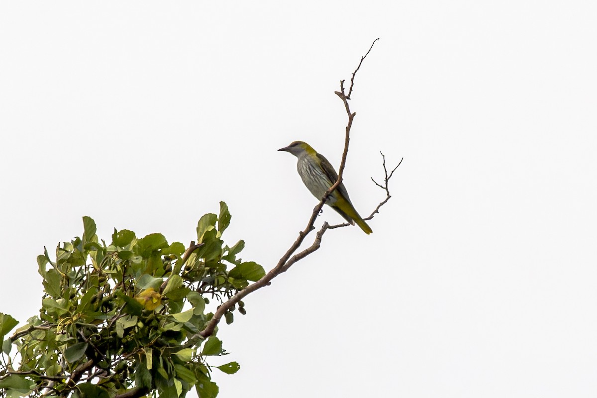 Eurasian Golden Oriole - African Googre