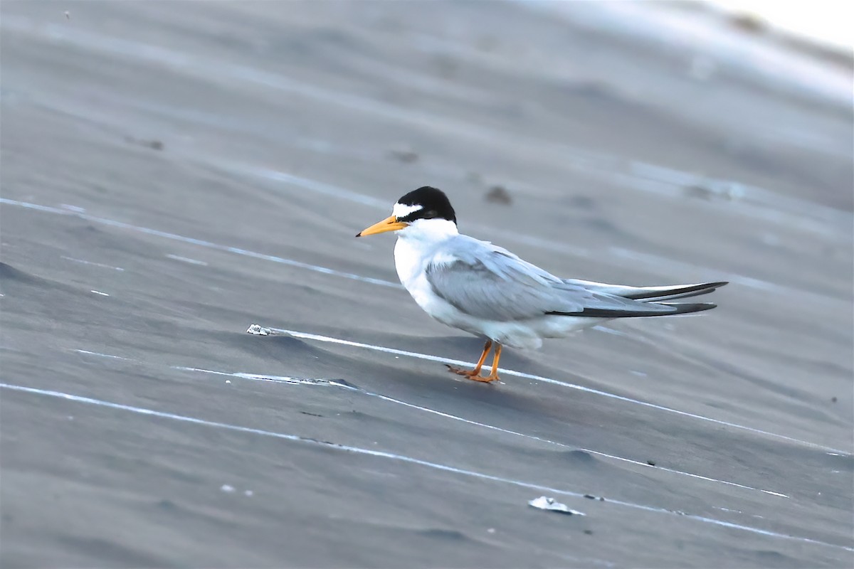 Least Tern - ML616634043