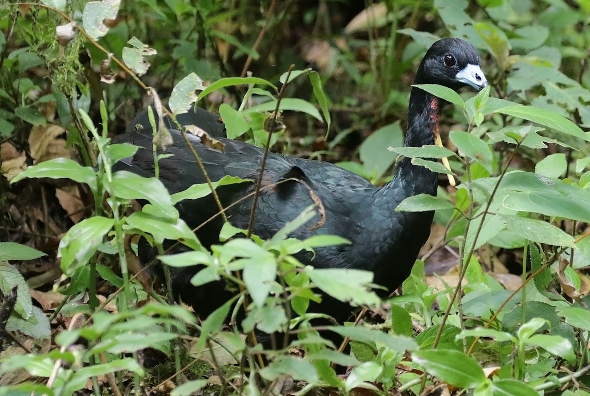 Wattled Guan - Trevor Ellery