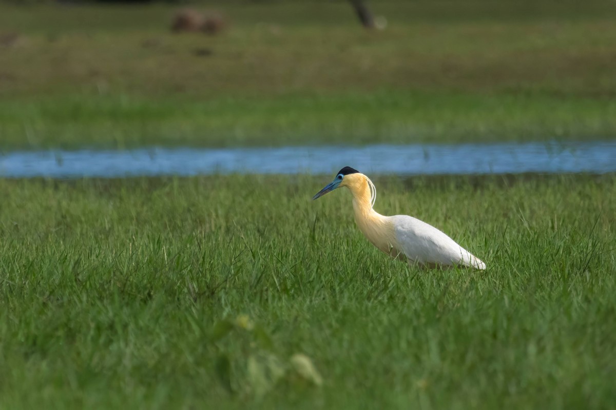 Capped Heron - ML616634124