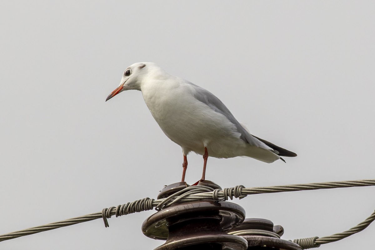 Black-headed Gull - African Googre