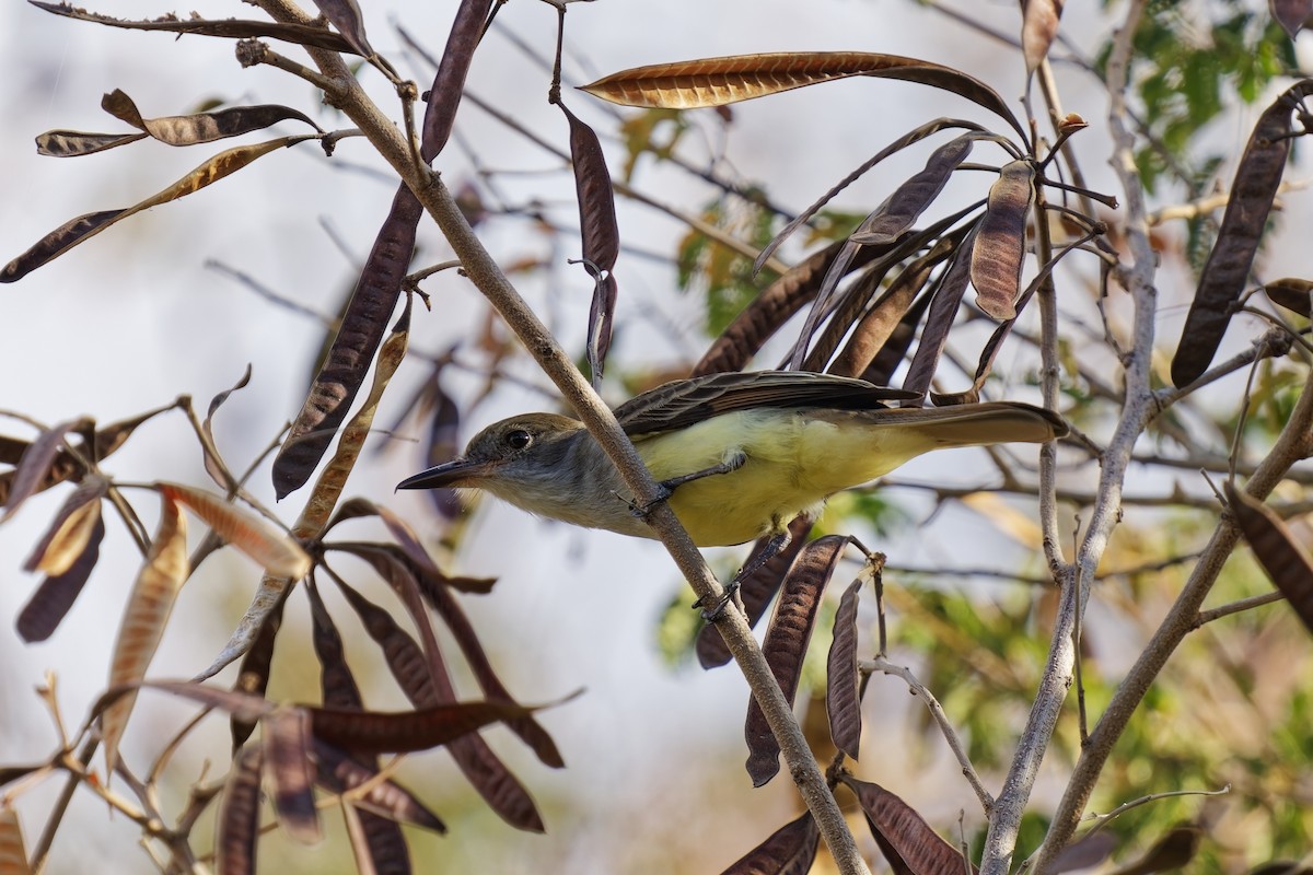 Grenada Flycatcher - Holger Teichmann