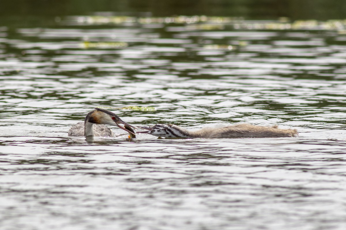 Great Crested Grebe - African Googre