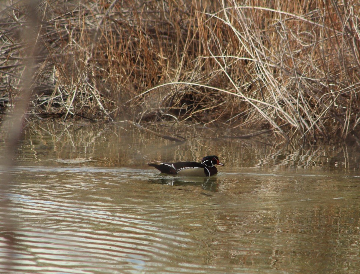 Wood Duck - ML616634196