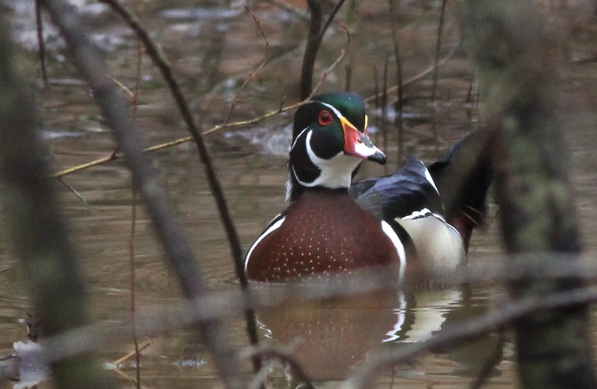 Wood Duck - ML616634278