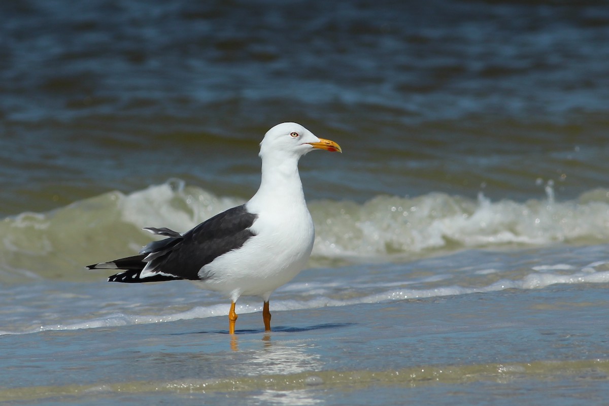 Lesser Black-backed Gull - ML616634315