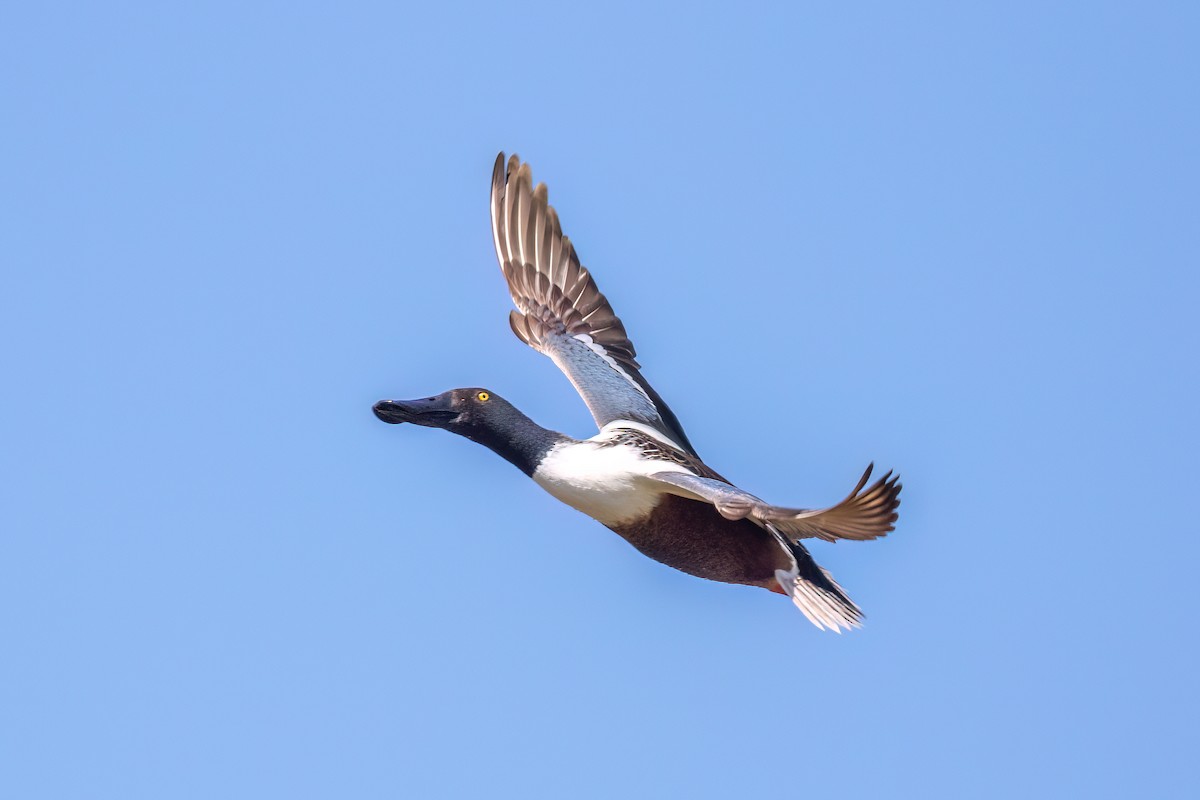 Northern Shoveler - ML616634318