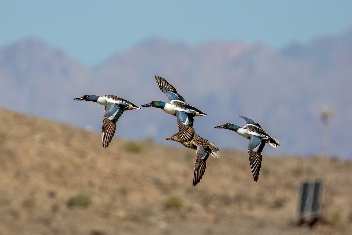 Northern Shoveler - ML616634319