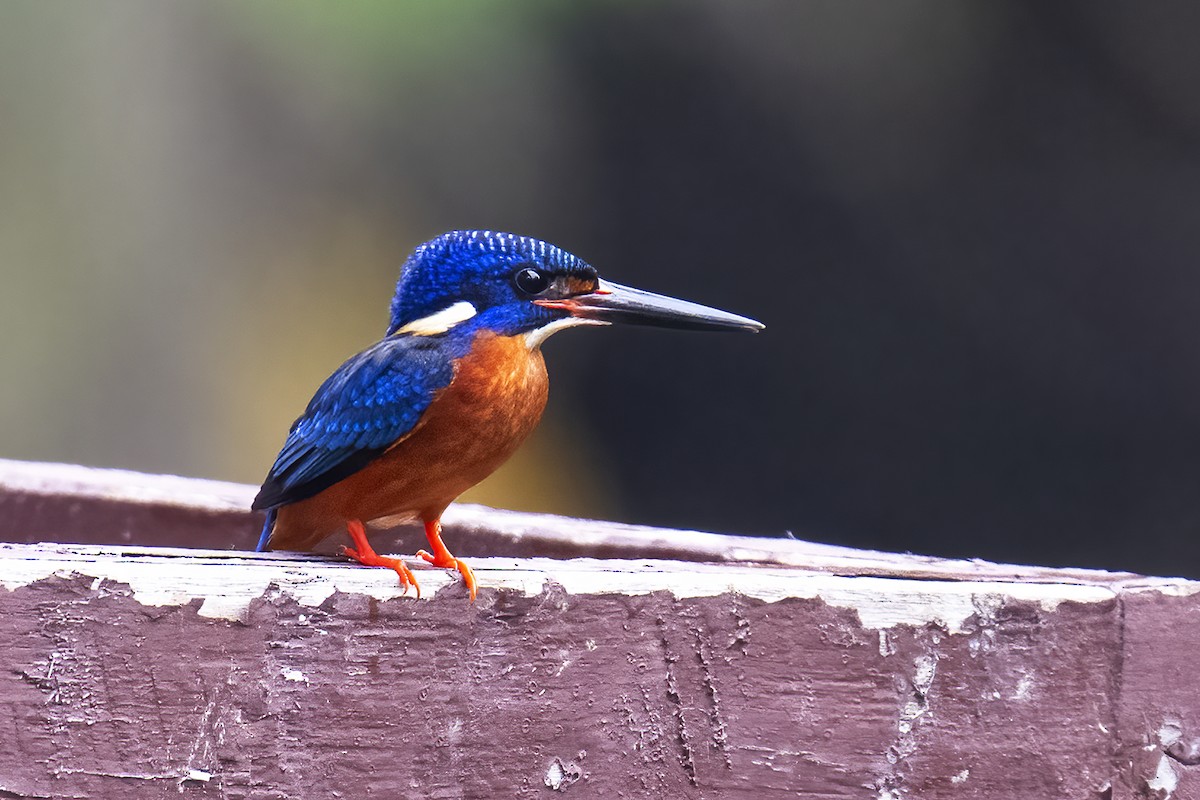 Blue-eared Kingfisher - ML616634326