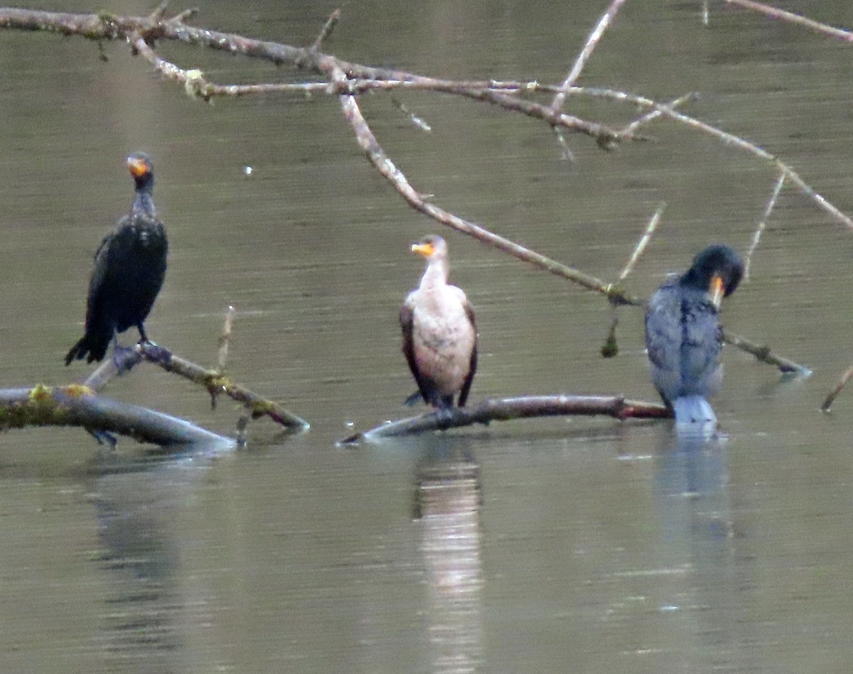 Double-crested Cormorant - ML616634353