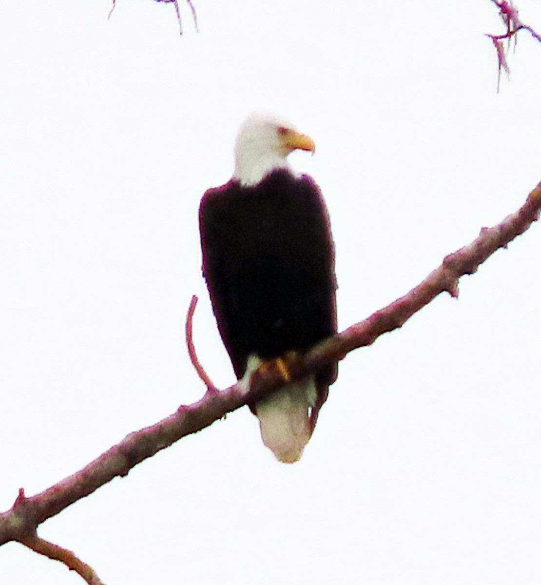 Bald Eagle - ML616634367