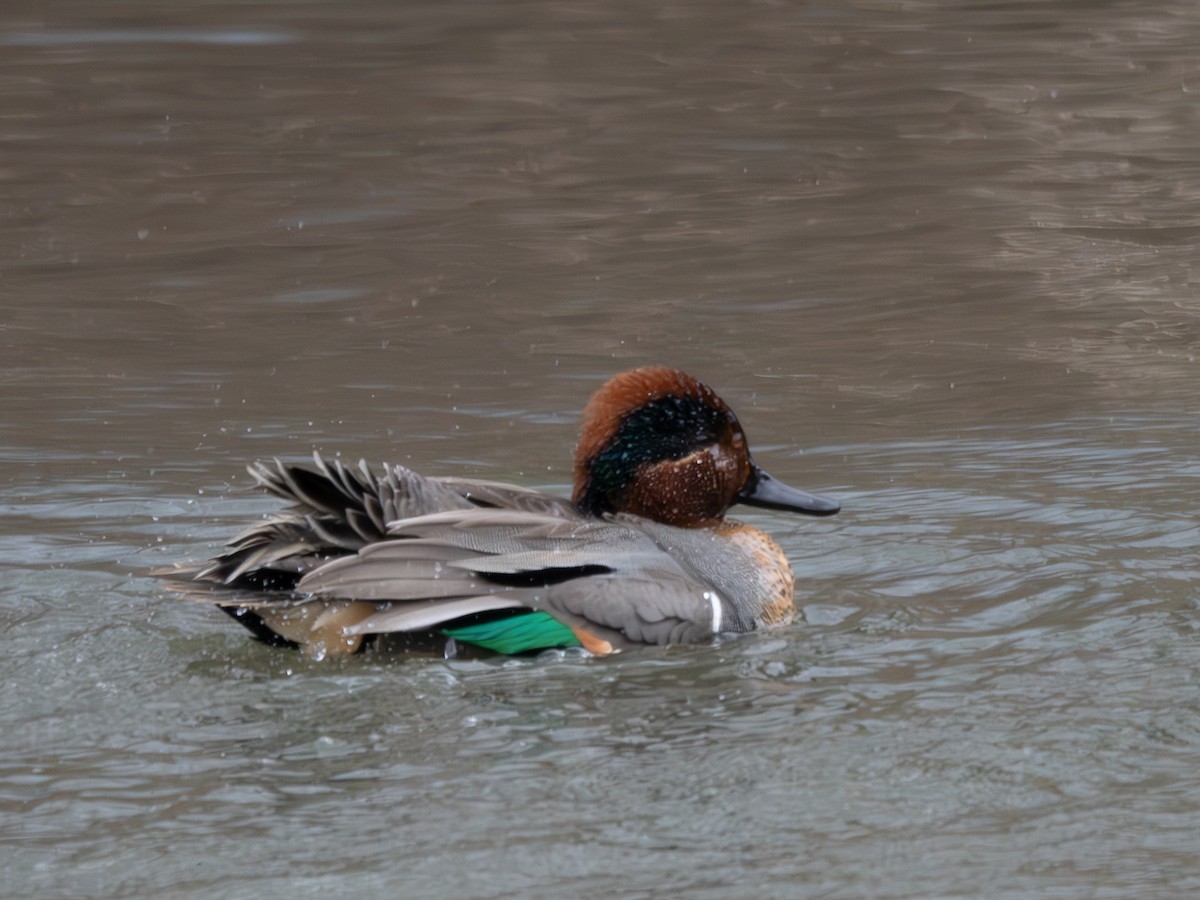 Ногоохон нугас - ML616634370