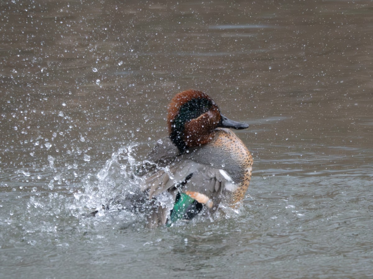 Ногоохон нугас - ML616634371