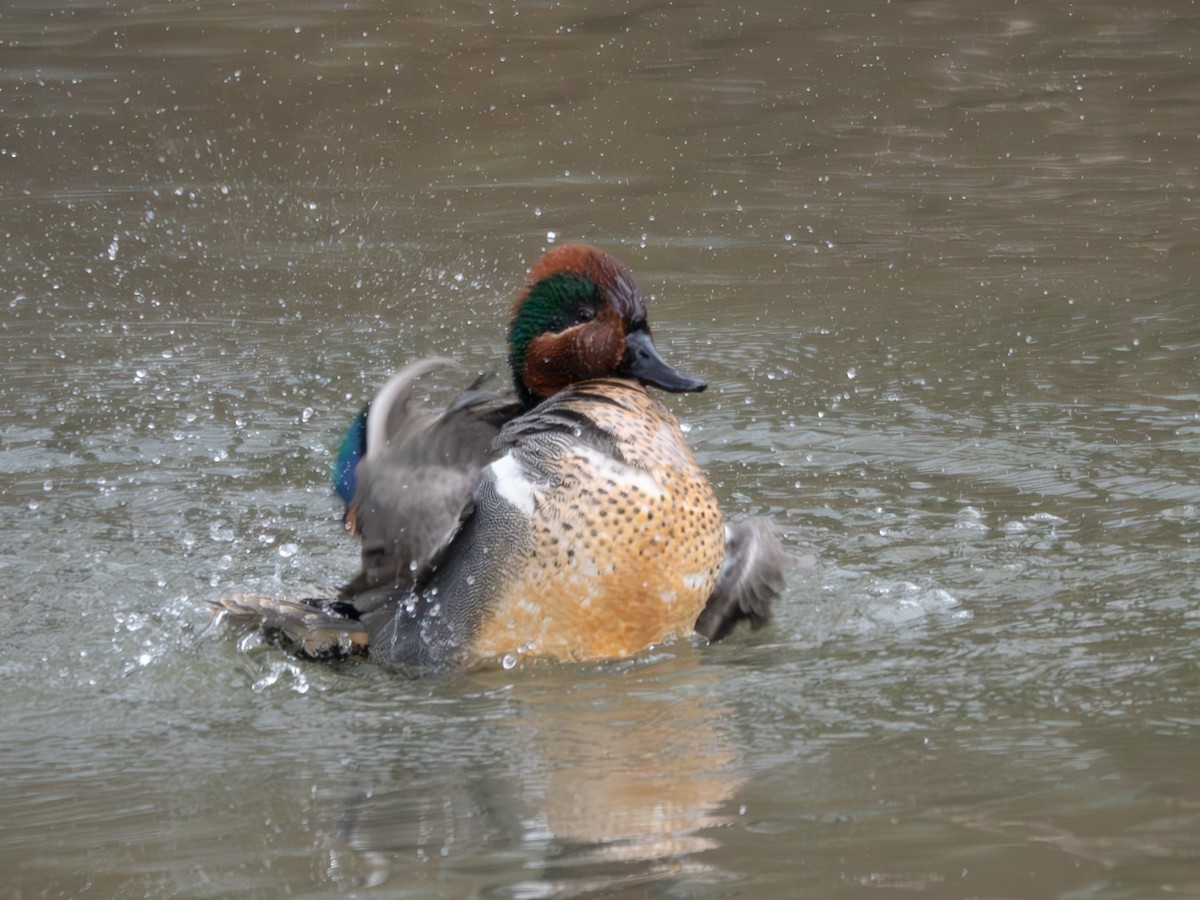 Ногоохон нугас - ML616634372