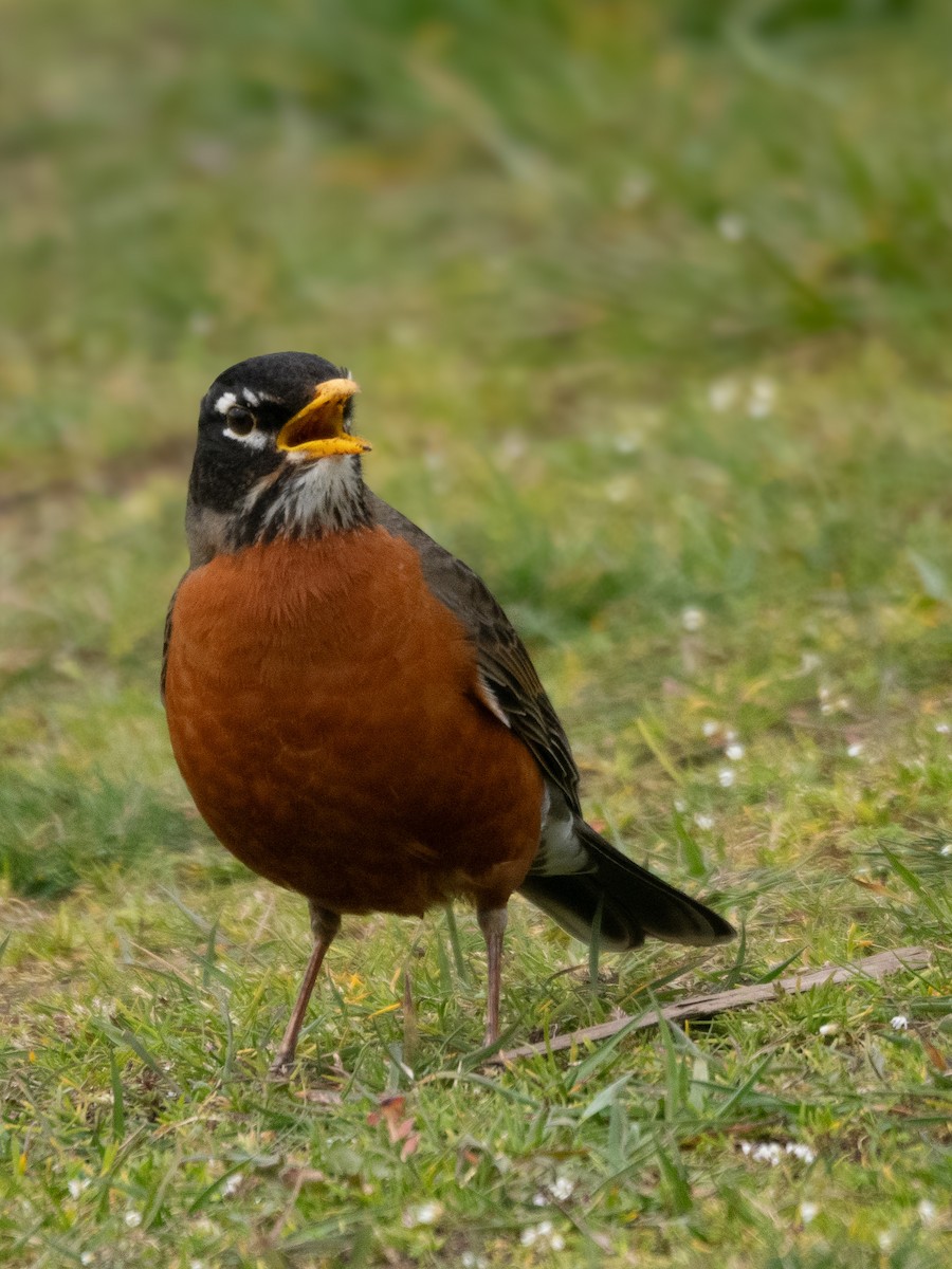 American Robin - ML616634384