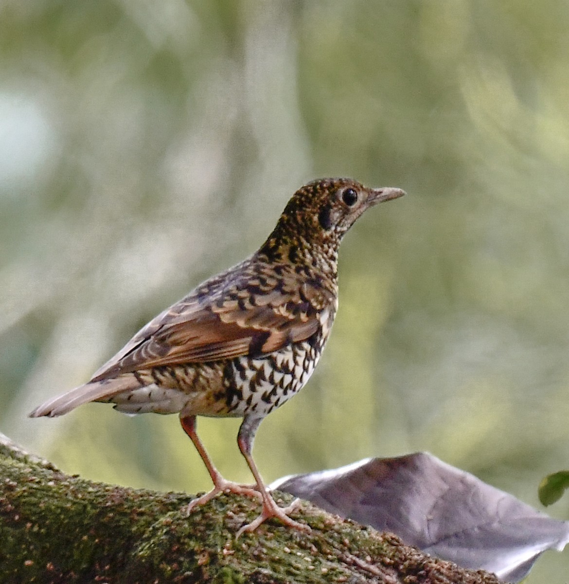 White's Thrush - Norhafiani  A Majid