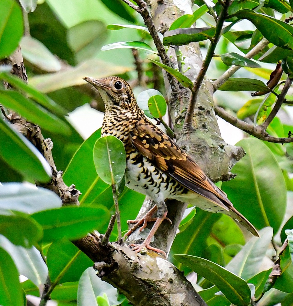 White's Thrush - ML616634386
