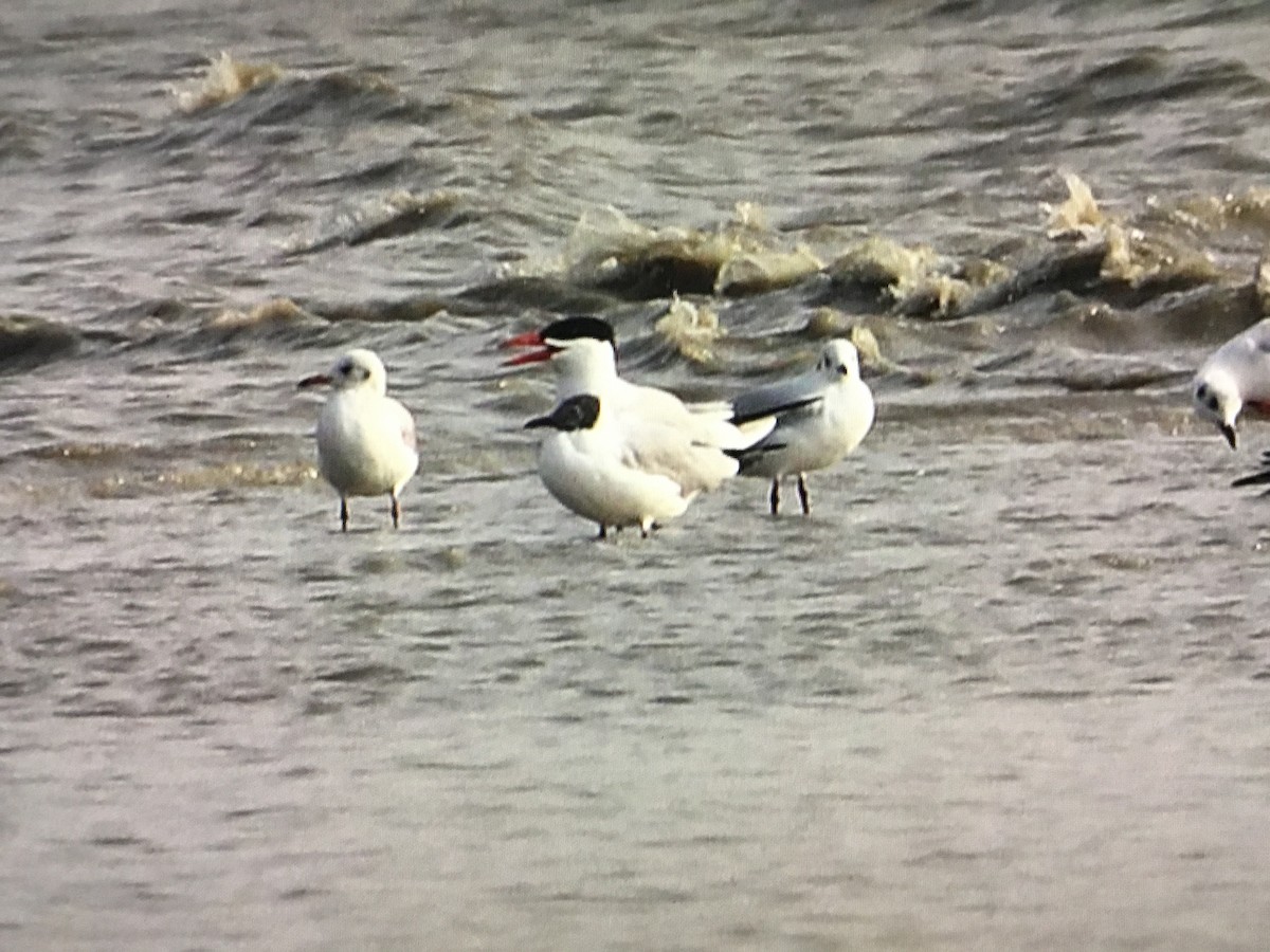 Caspian Tern - Snehes Bhoumik