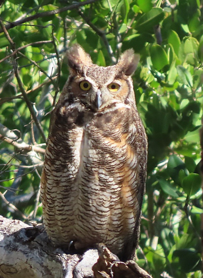 Great Horned Owl - ML616634447