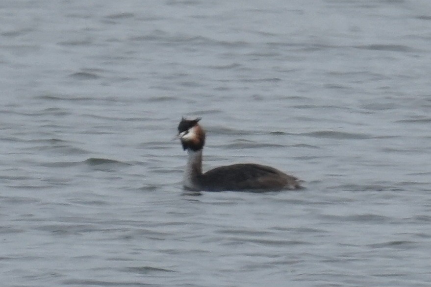 Great Crested Grebe - Ander Alvarez