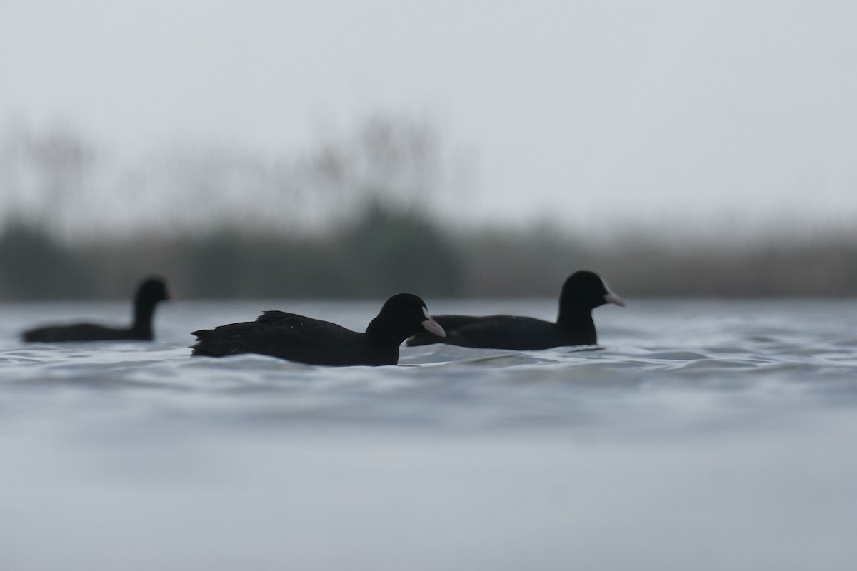 Eurasian Coot - Ander Alvarez