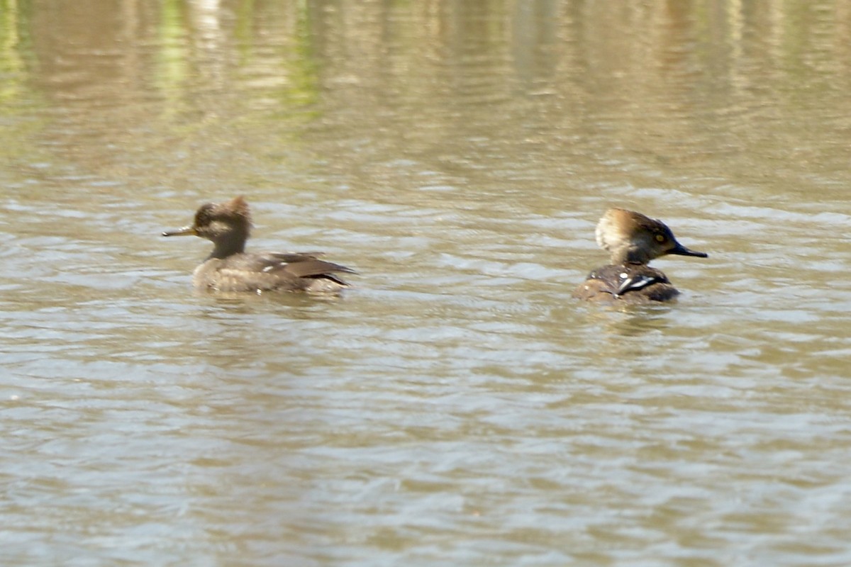 Hooded Merganser - ML616634501