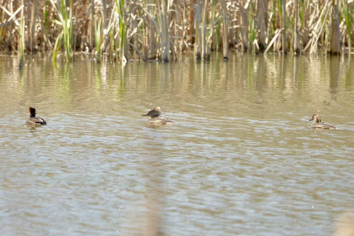 Hooded Merganser - ML616634502